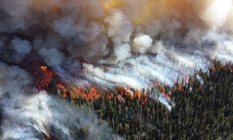 Bushfires in Australia between September 2019 and January 2020 burned a fifth of the country’s forest area. Image: CC0 Public Domain