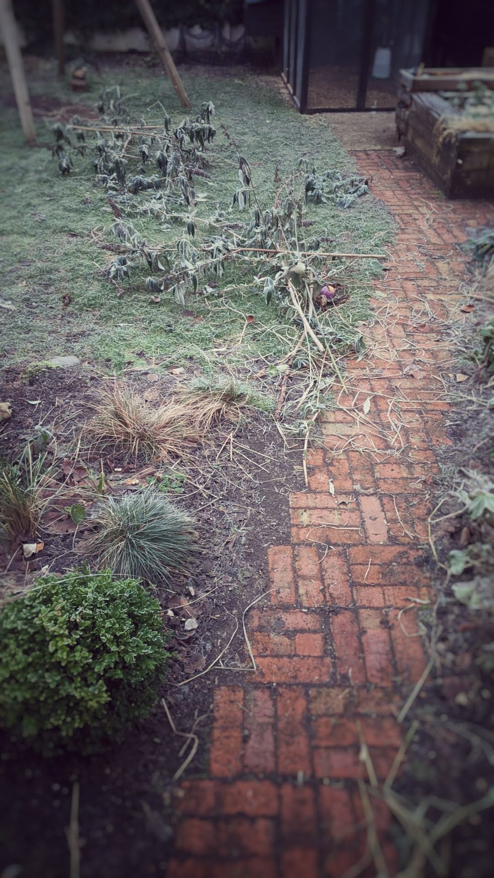 The bricks from our conservatory repurposed for the garden path