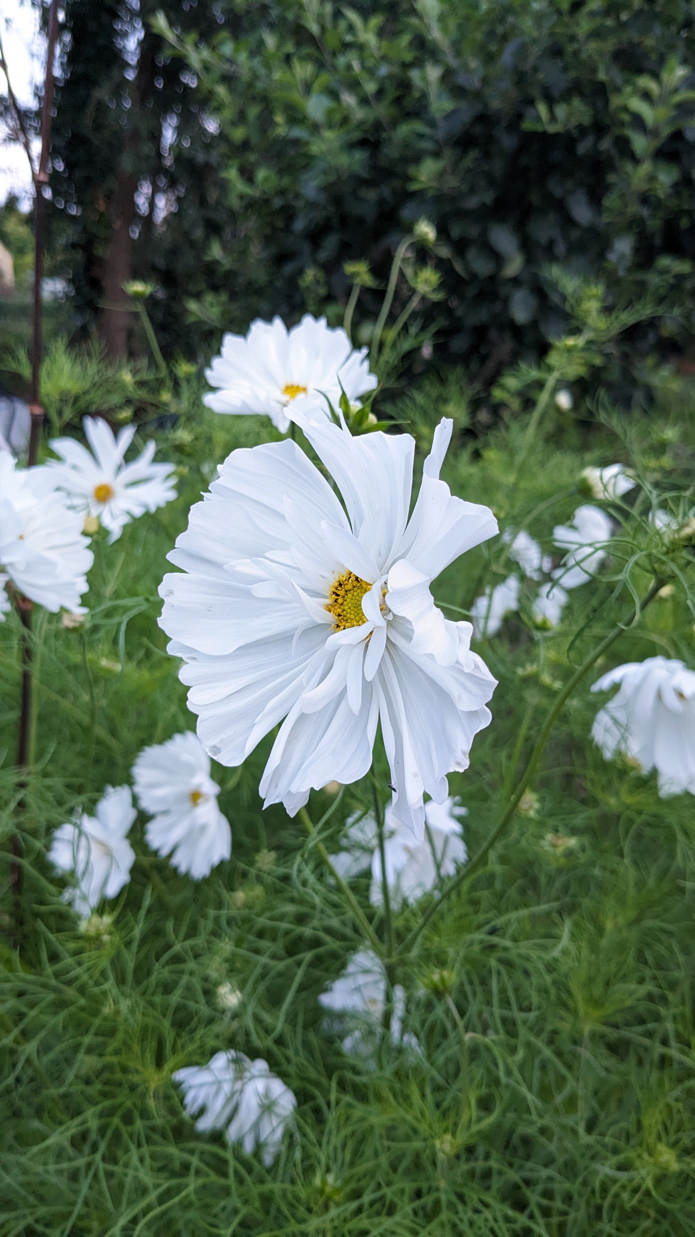 Cosmos 'Fizzy White' still blooming in late September