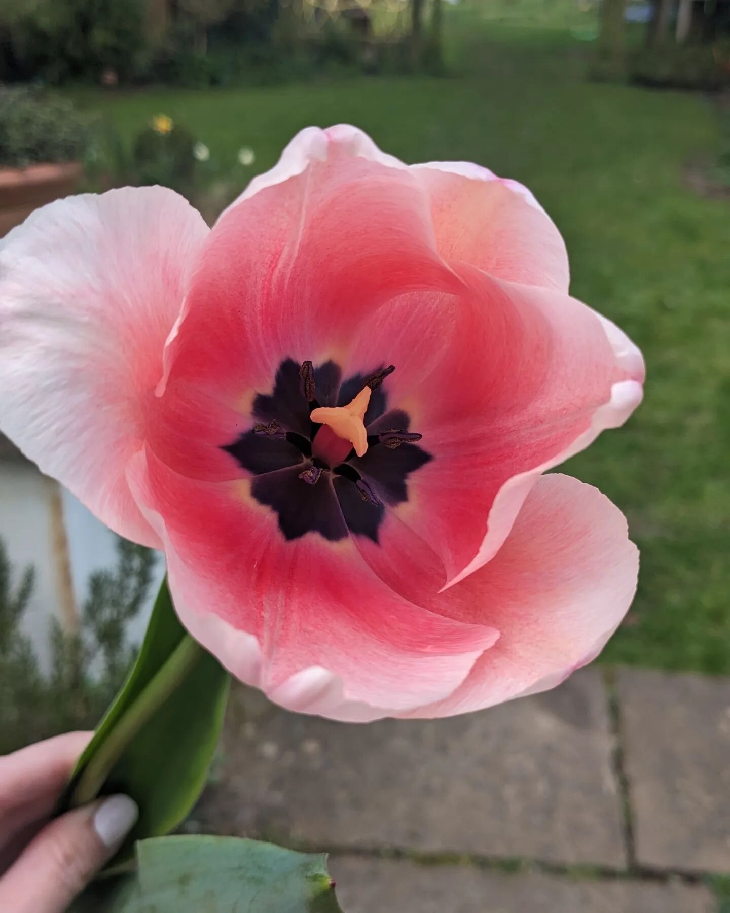 &quot;There's a surprise in here, Mummy,&quot; said my five year old son. &quot;Look, in there, it's blue!&quot;

A wonderful surprise indeed. 

The camera doesn't do this beauty justice. Tulip Salmon Inpression. (No filters on this photo) What a stu