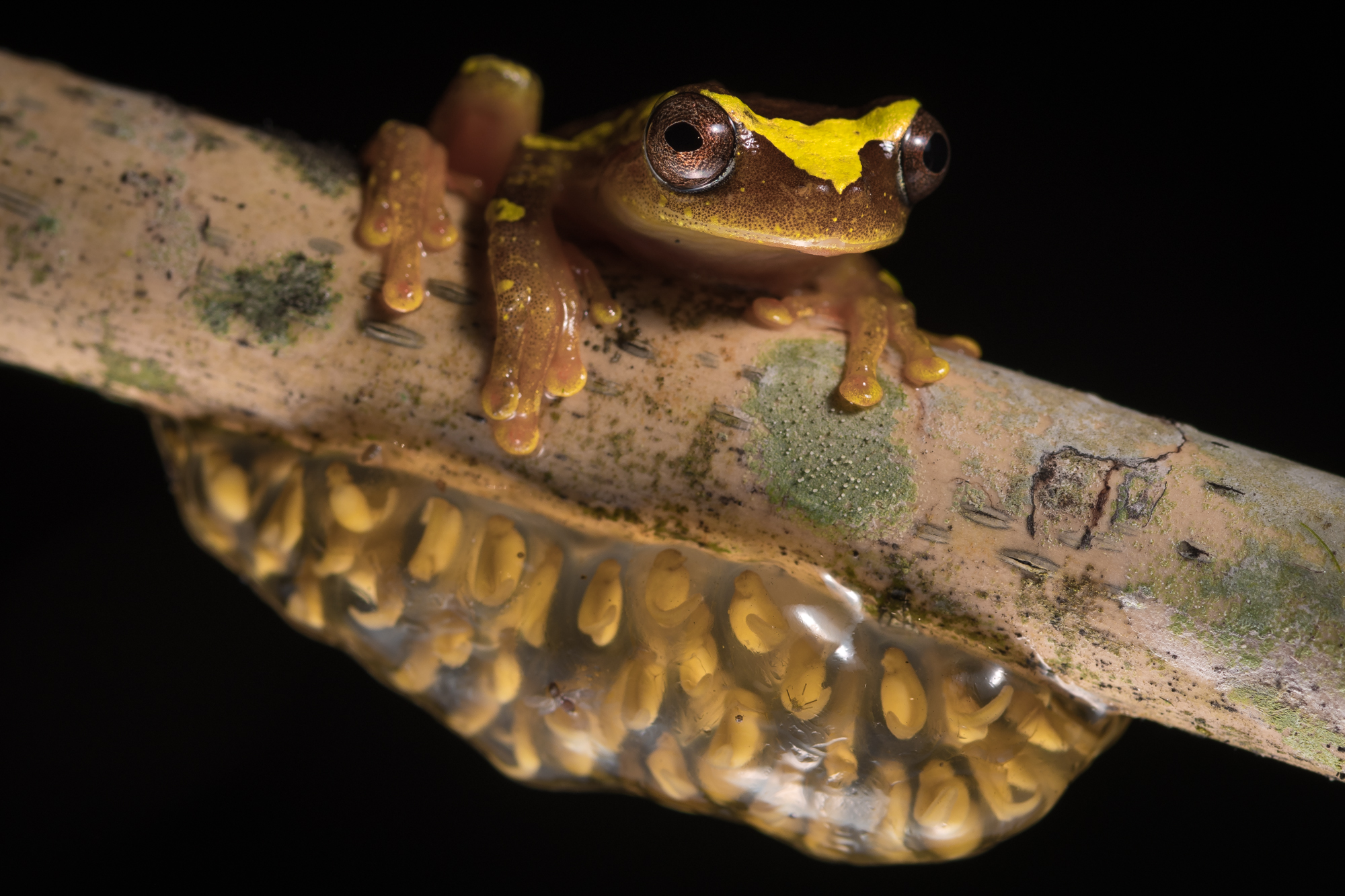 Dendropsophus.jpg