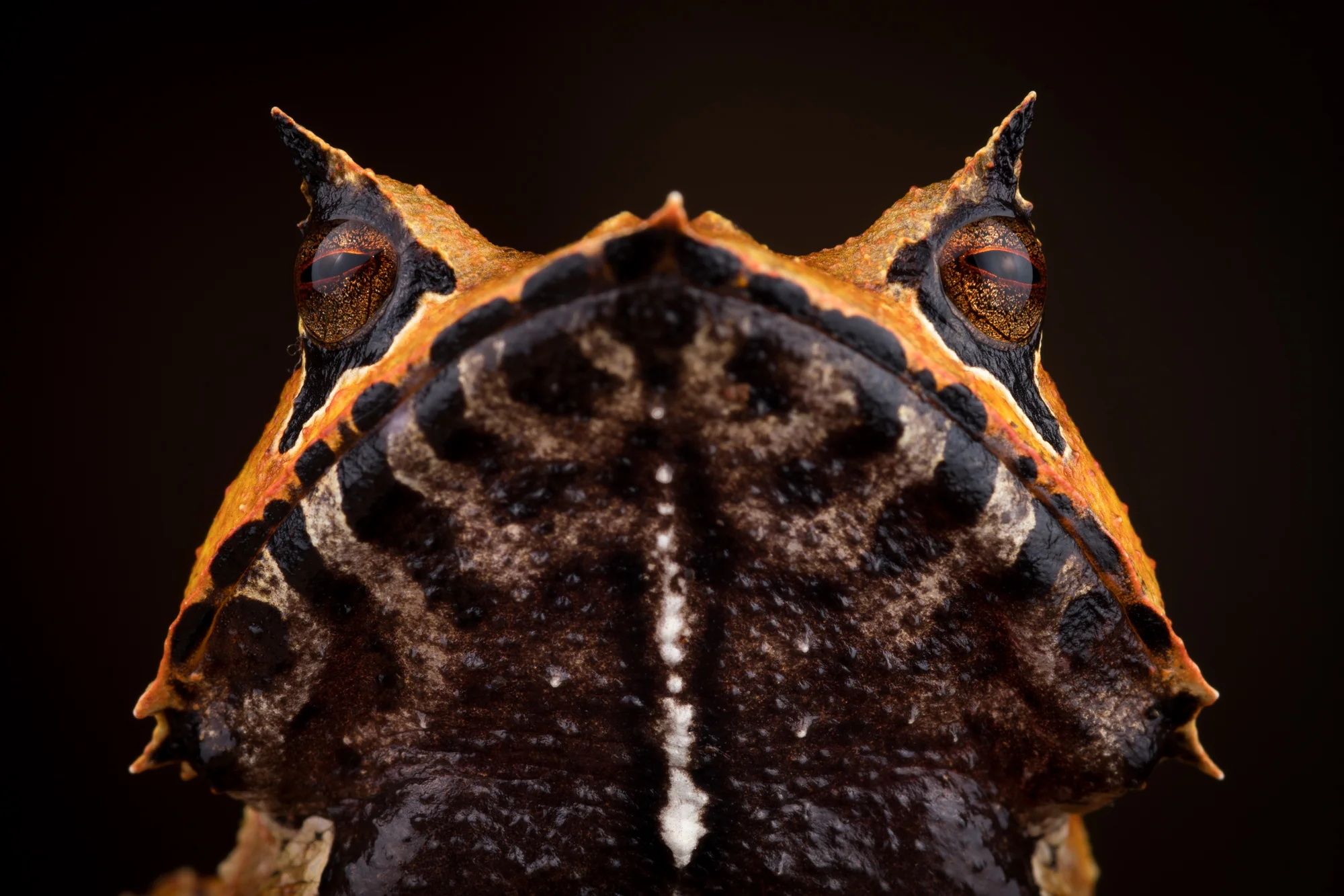 Hemiphractus.jpg