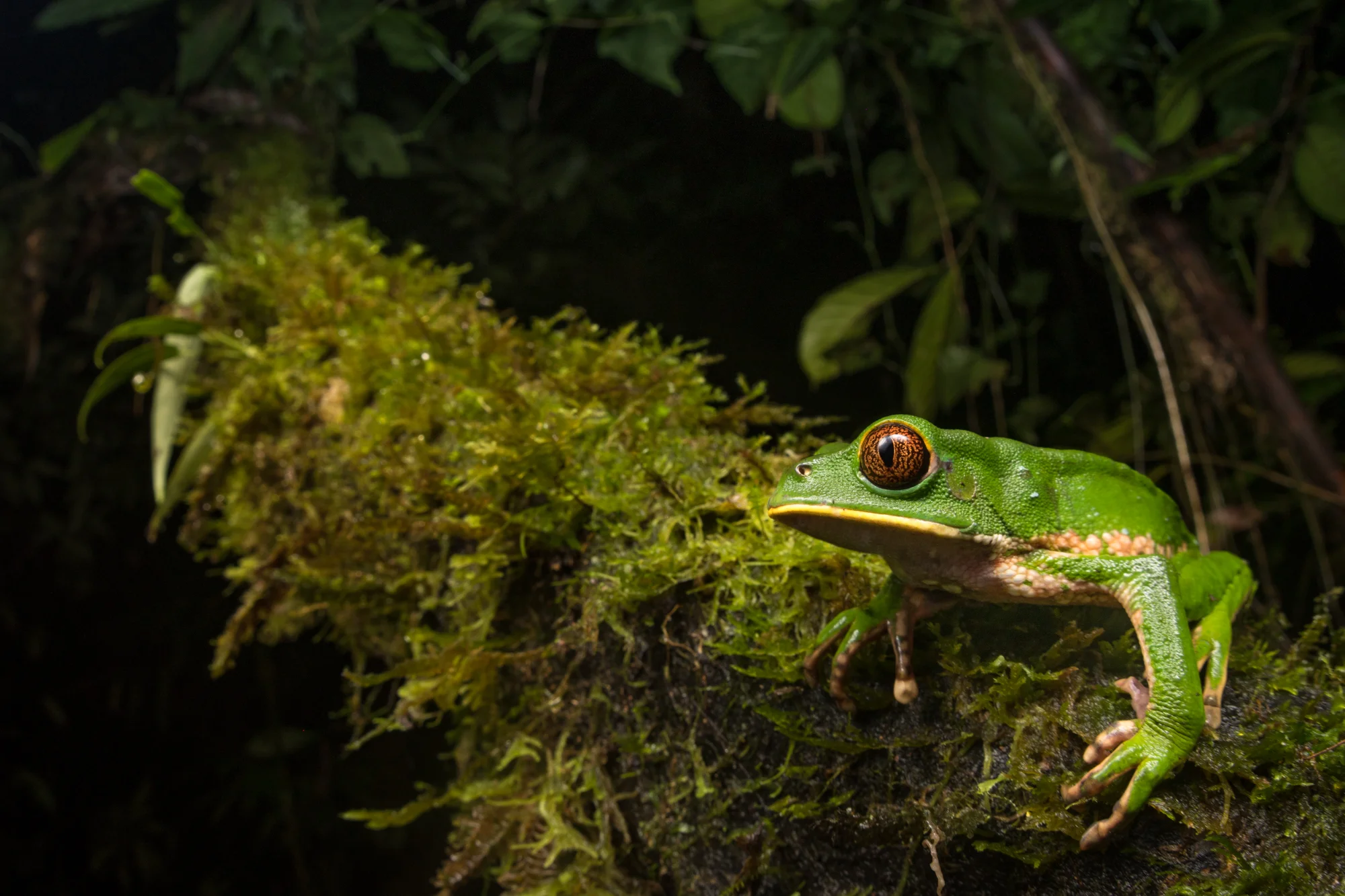Red Eye Monkey Frog (Phyllomedusa tarsius)