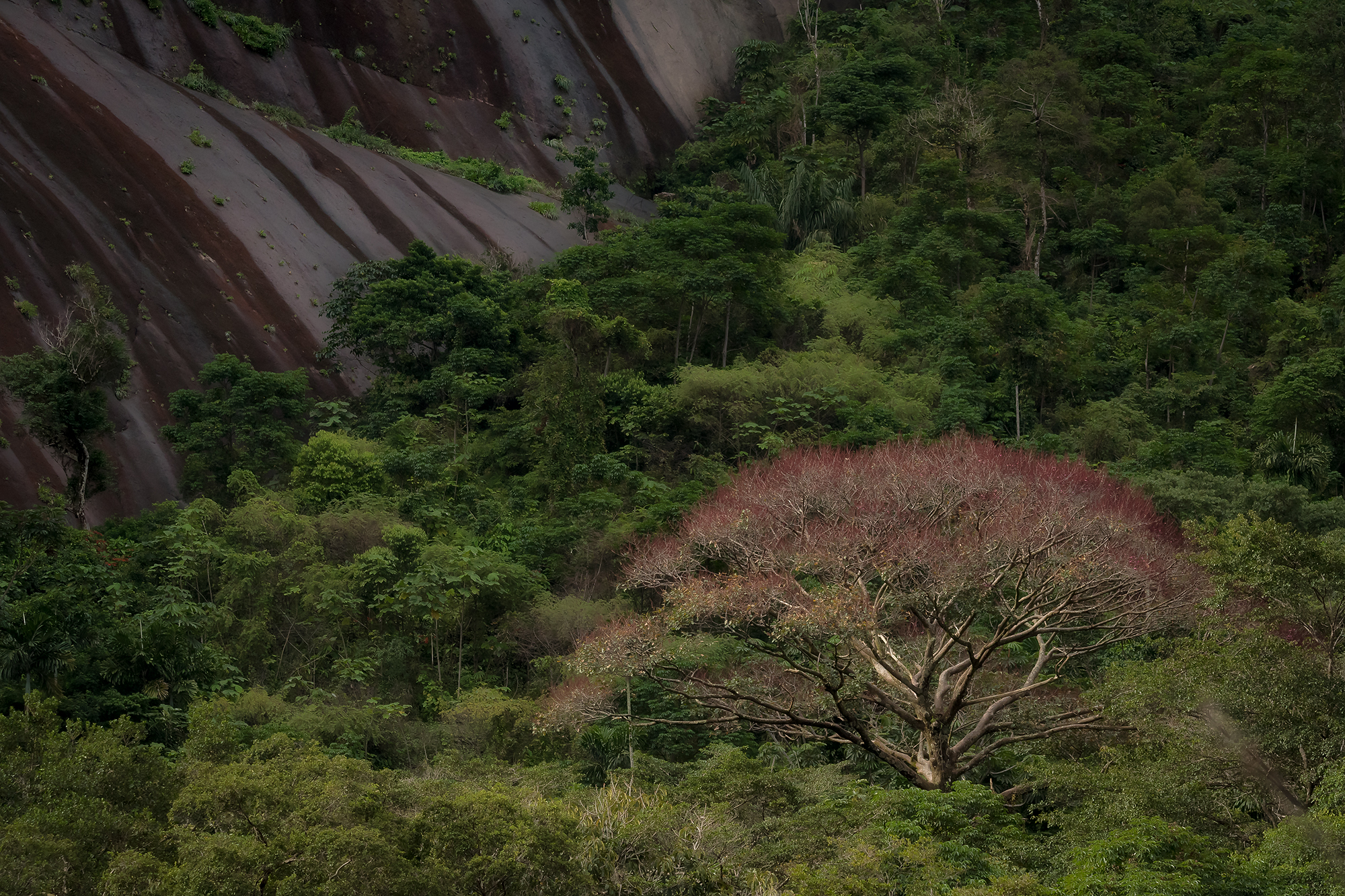 Paisaje Arbol .jpg