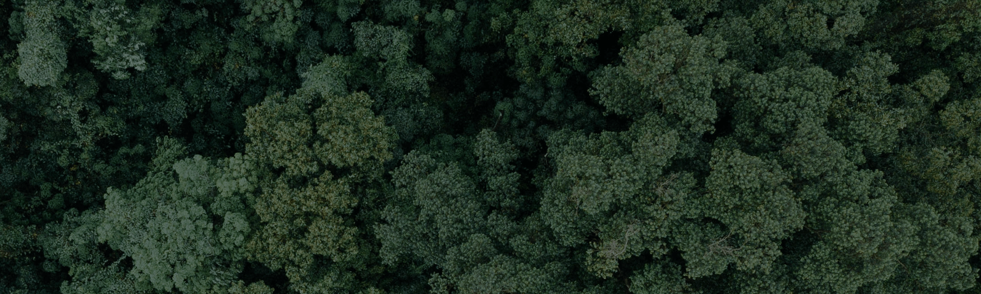 Banner.png