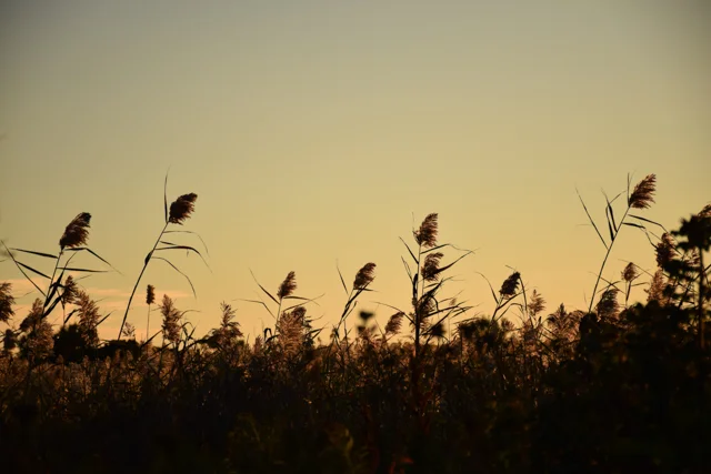 1410_Gooseberry Neck_041.jpg