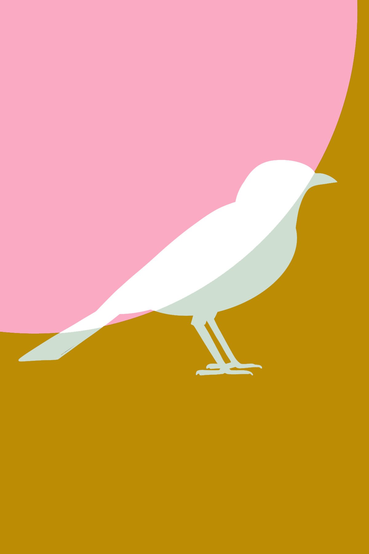 Sparrow.jpg