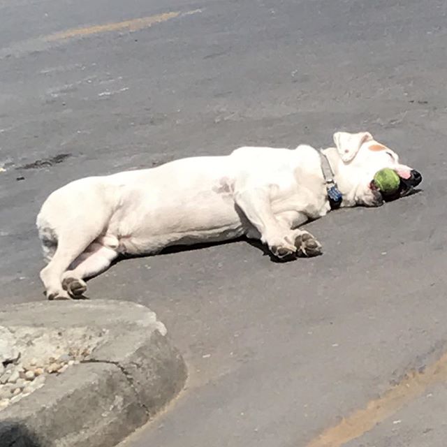 Steps to success (as told by Dozer): 1. Work hard. 2. Play hard. 3. Lay in the sun😎