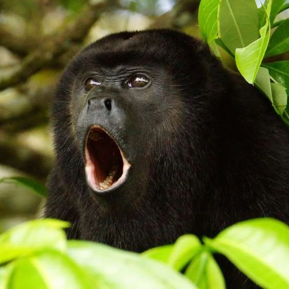 Wildlife Watching 2.jpg