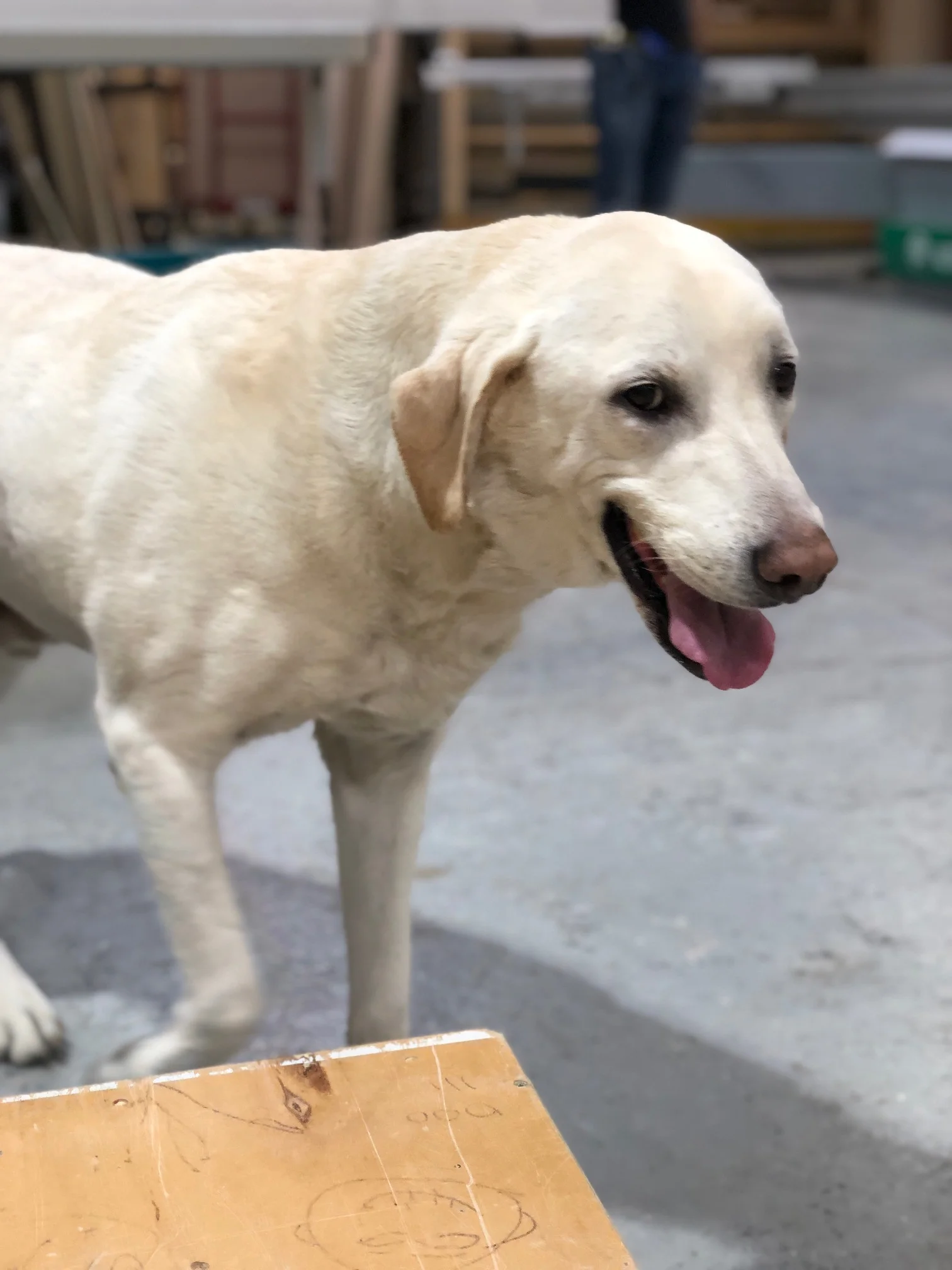 Team — Elephants Custom Furniture NYC