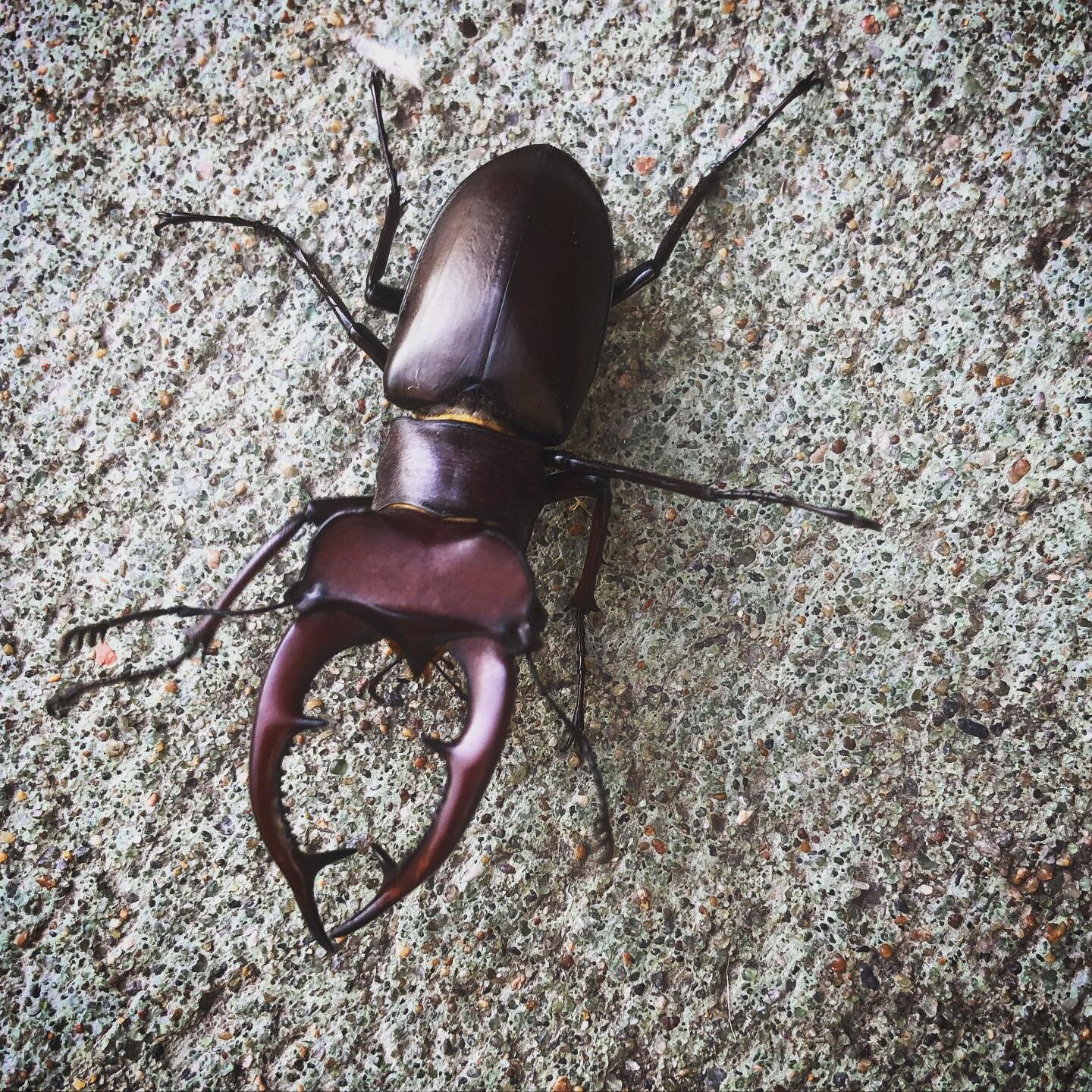 ✨signs✨signs✨everywhere signs✨

I ran into this beetle yesterday morning and was in equal parts in awe and fear of this creature. I took a picture (obvi) and then attempted to move it into grass using a piece of mulch 😁 - it worked out eventually - 