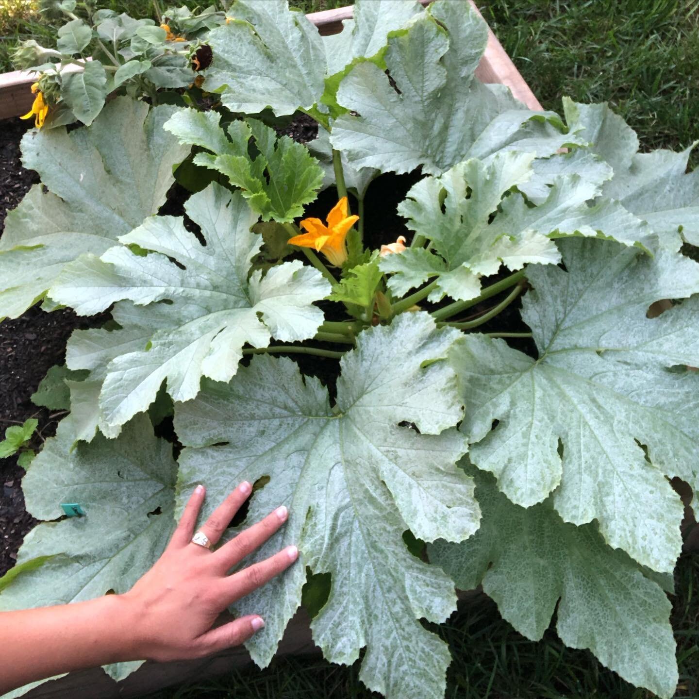 The beautiful and abundant bounty from the earth, from Mother Nature always humbles me. From a seedling this plant was gifted to me on Mother&rsquo;s Day and look at what the sun, the moon, water and the tierra have worked to produce! Magnificence is