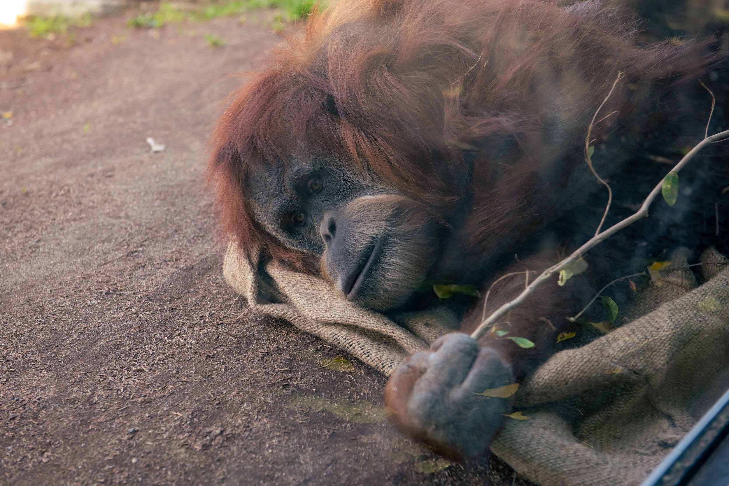 San Diego Best Sized for web 1-99.jpg