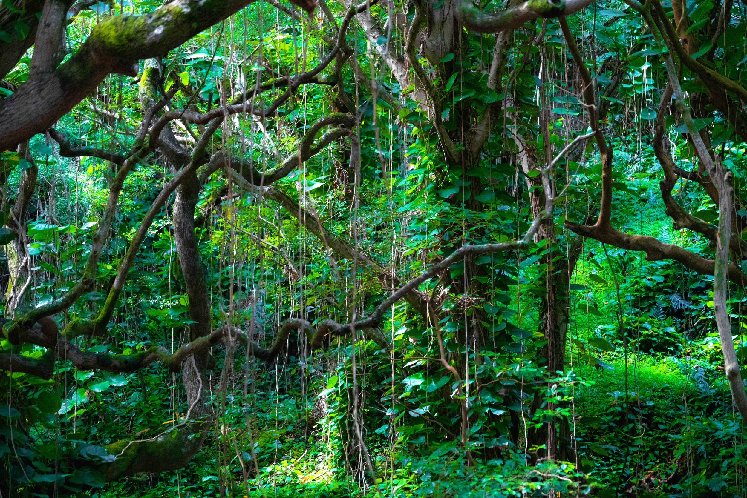 Kauai Hawaii Jungle