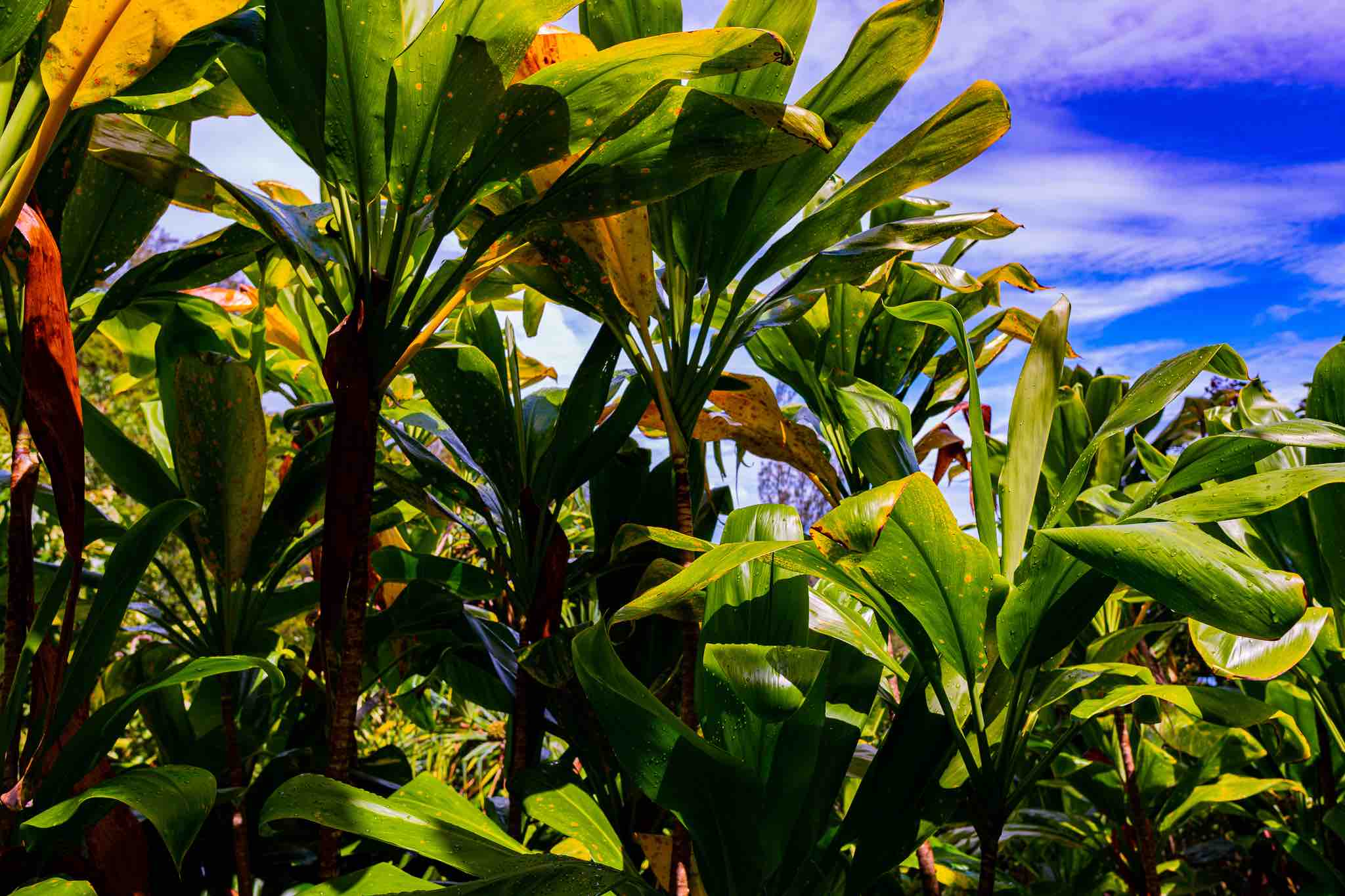 hawaiihike.jpeg