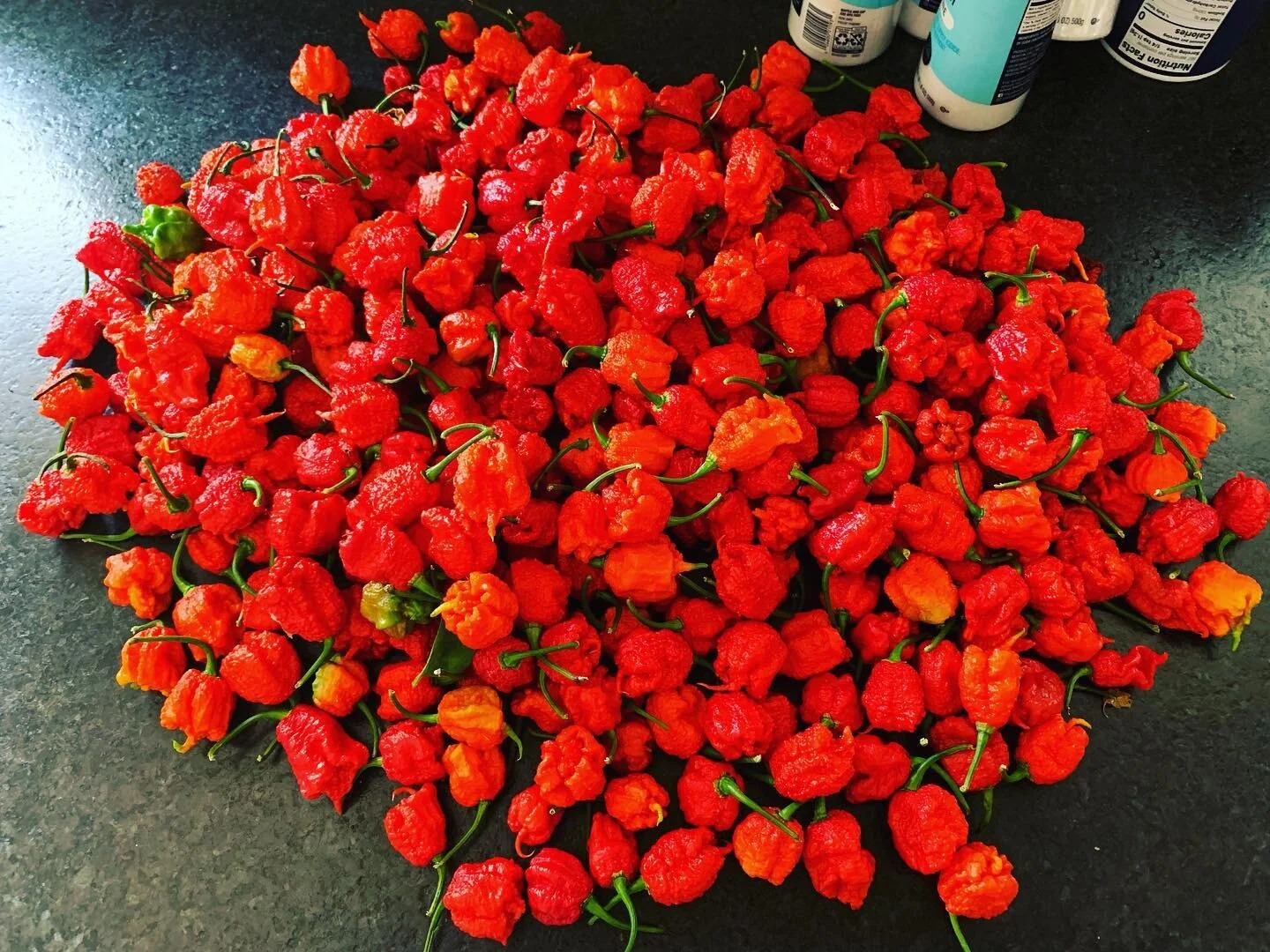 First harvest of the year! These ruby red reapers are about to go into the next batch of our Carolina Weeper hot sauce&hellip;which is now selling for a new low price, BTW. Head to the website and check it out! 

#blisterhotsauce #carolinareaper #pep