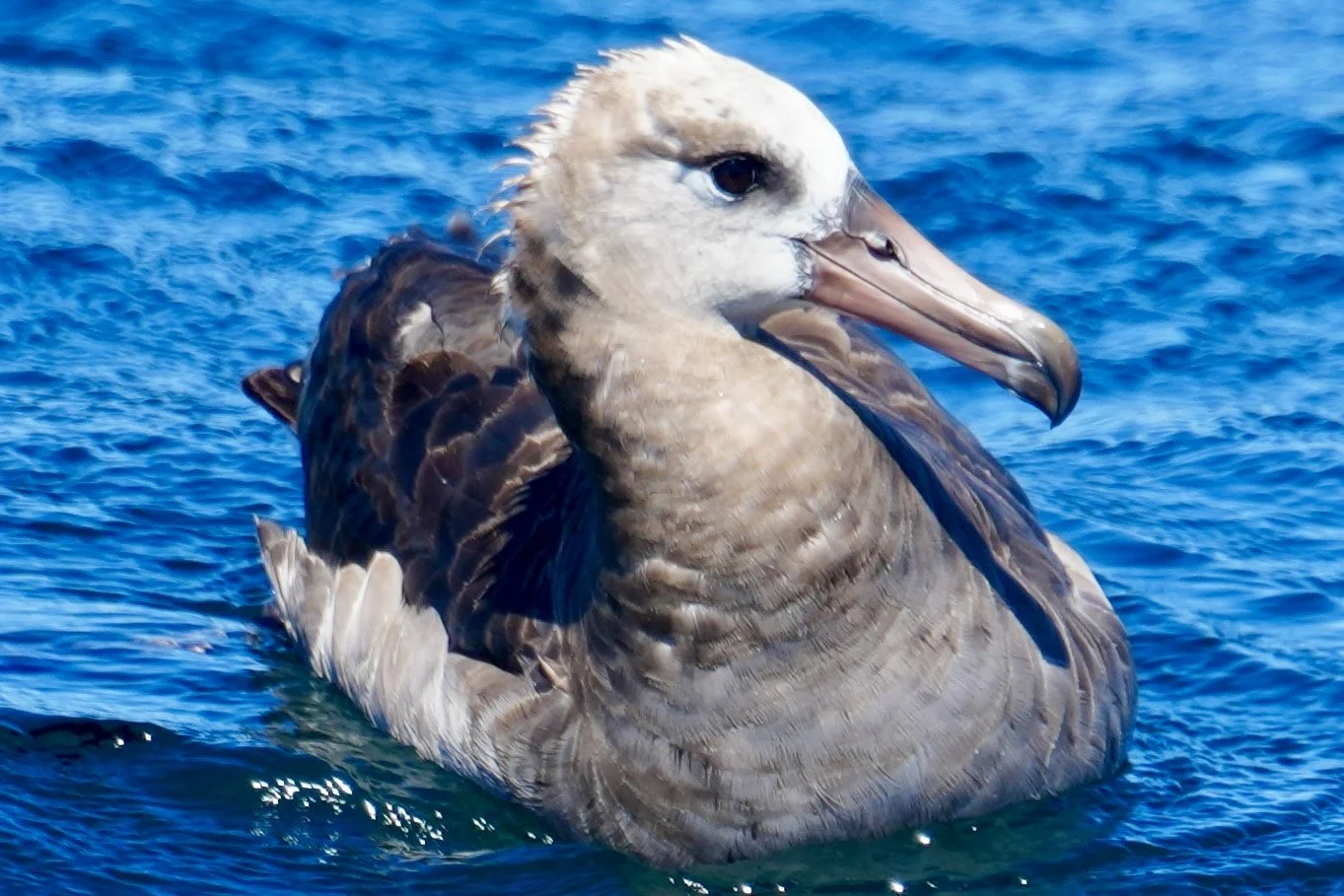 A close-up of a vulture floating on water with a blue ocean background.