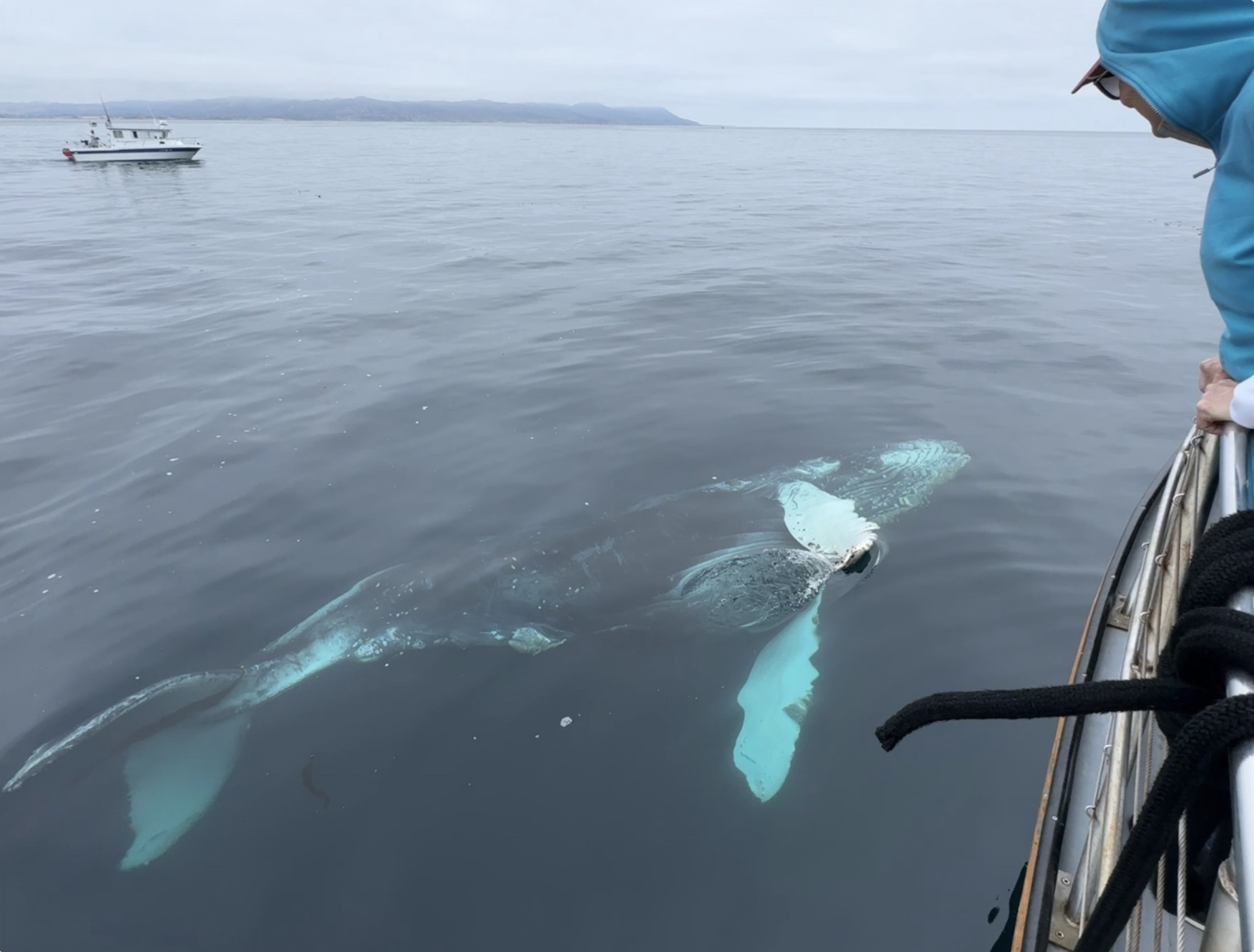 Humpback calf swimming near Morro Bay Whale Watching boat