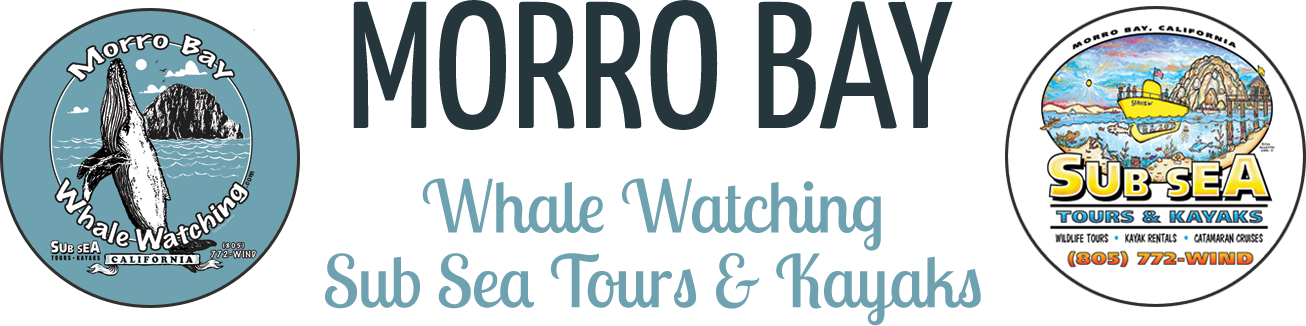 Morro Bay Whale Watching