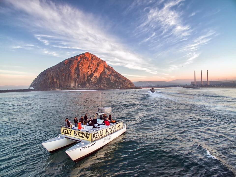 whale tour morro bay