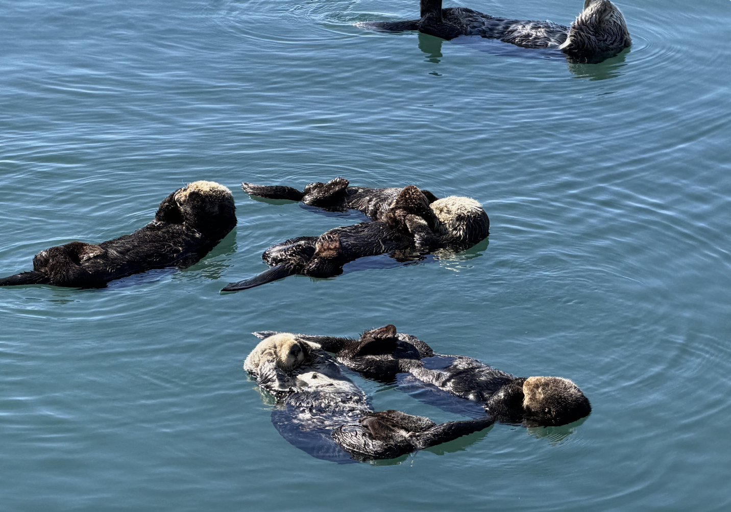 The Sea Otters of Morro Bay, California