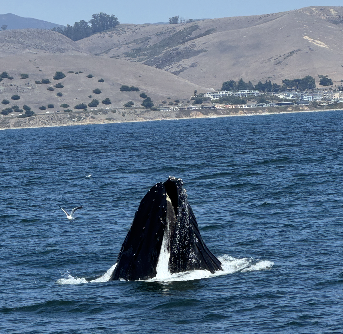Humpback in Morro Bay 2026