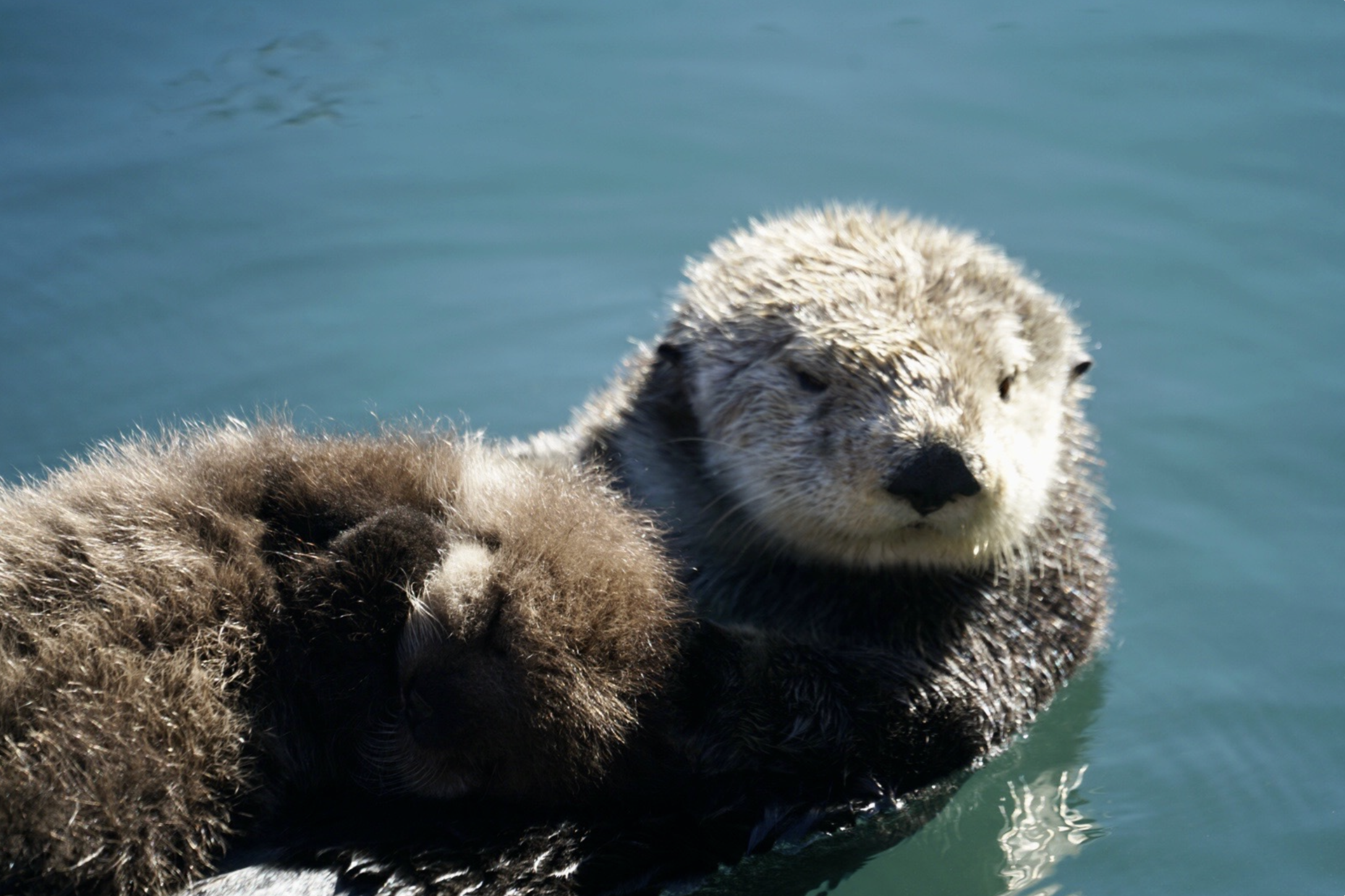 An otter and pup floating in Morro Bay, California