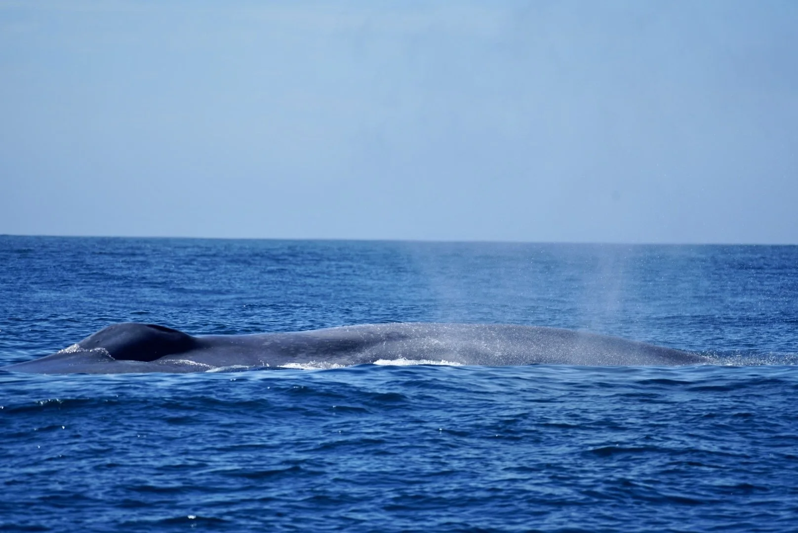 A whale surfacing in the ocean with part of its back and blowhole visible above the water.