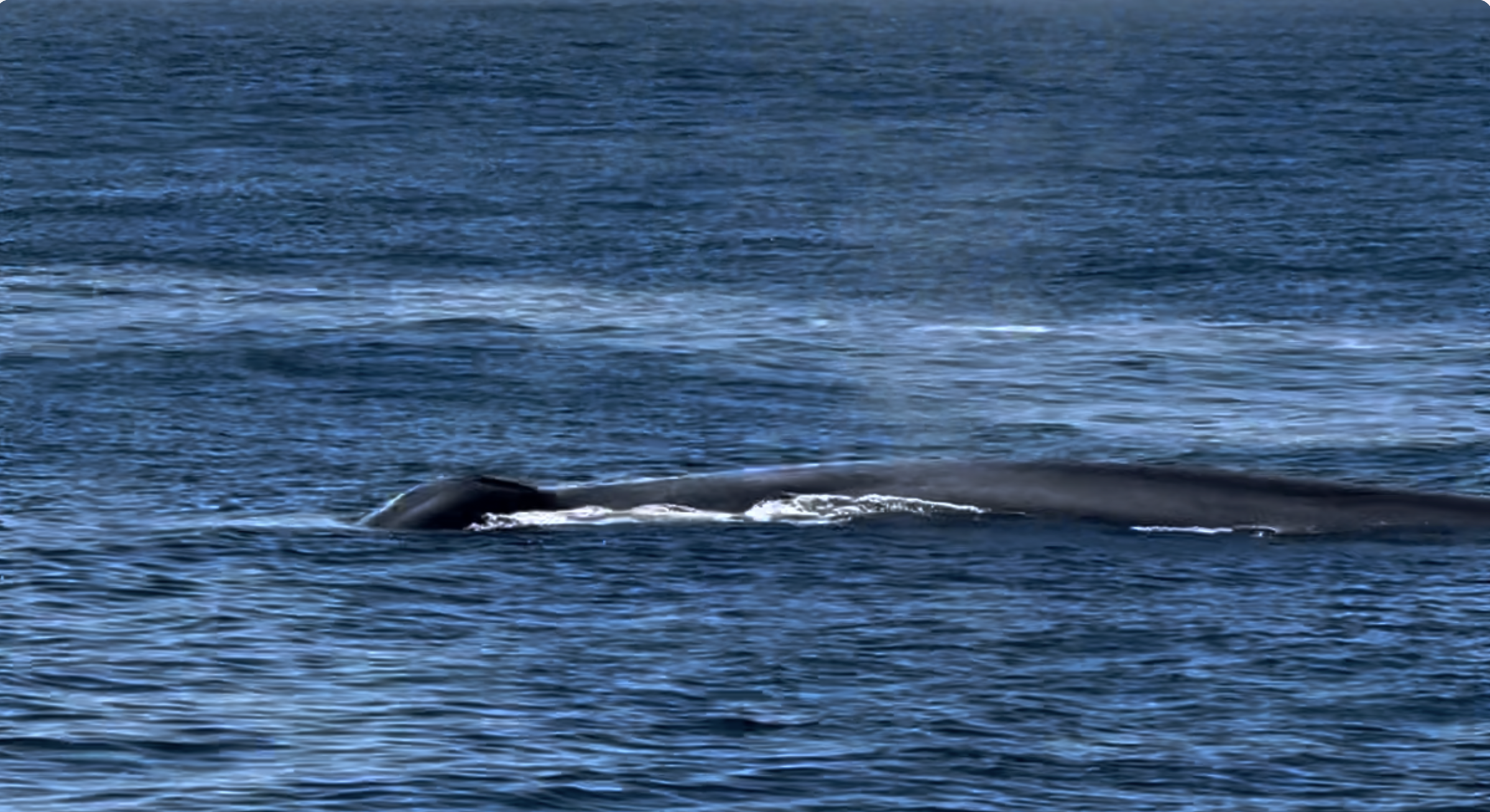 Blue Whale in California's Morro Bay