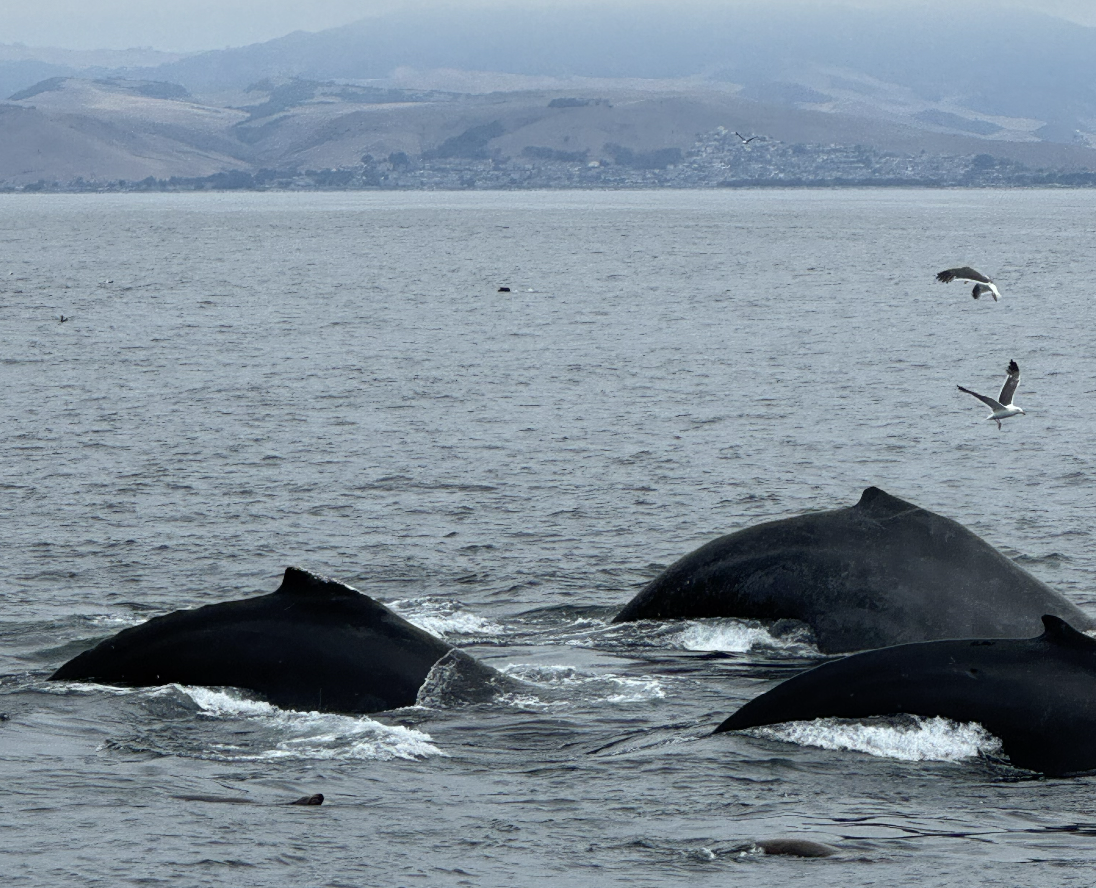 Three humpback whales in Morro Bay, California