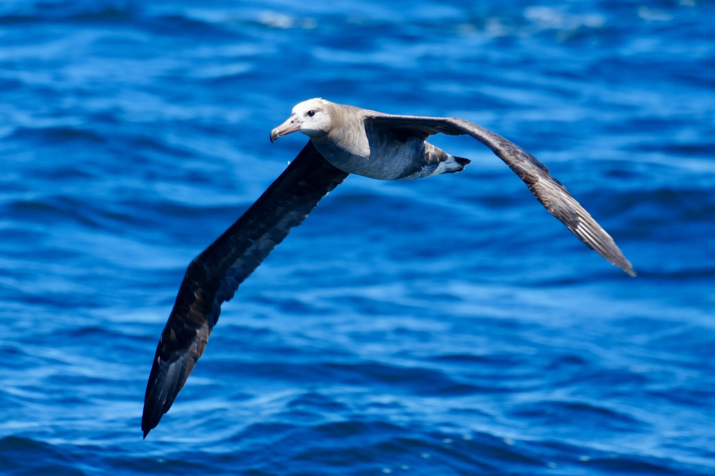 A seabird, possibly an albatross or petrel, flying over the ocean with its wings spread wide