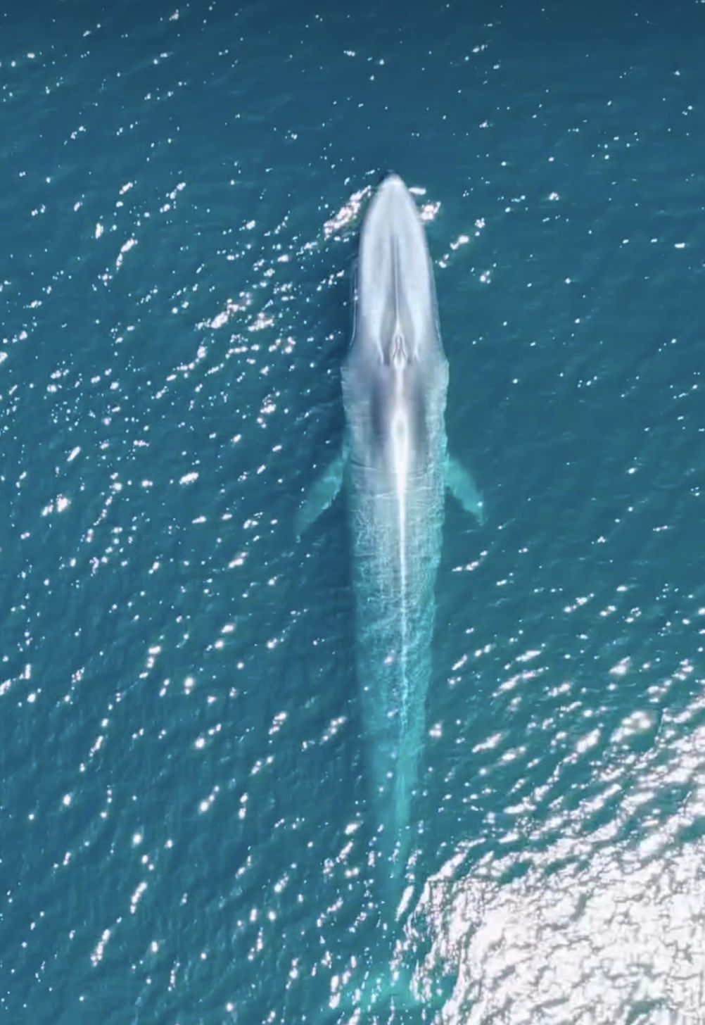 Blue Whale from Above in Morro Bay, California