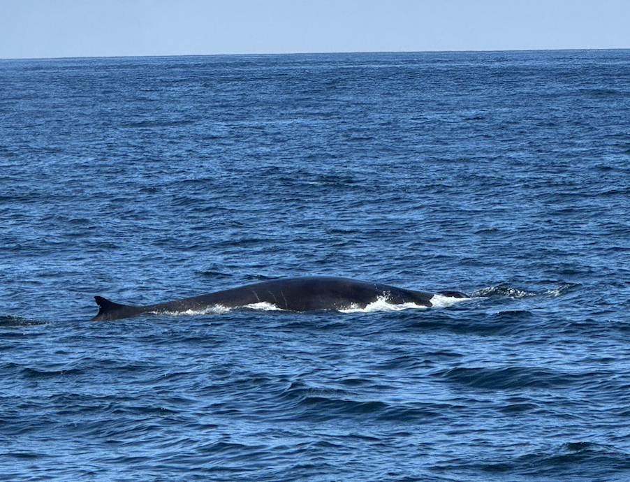 Fin Whale in Morro Bay 2026