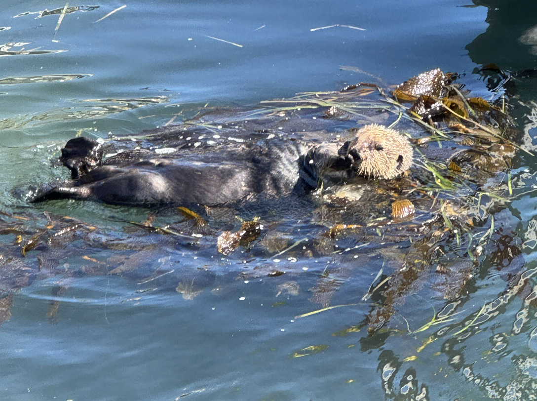 Otter floating in kelp in Morro Bay, Ca