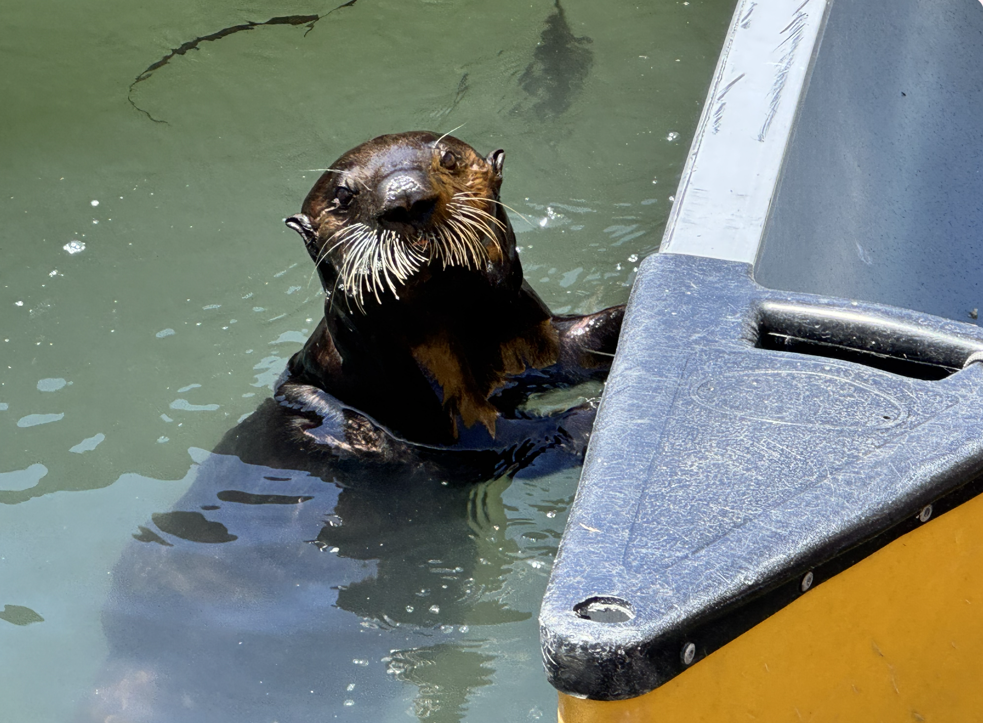 A Curious Sea Otter by The Sub Sea Tours & Kayaks Dock