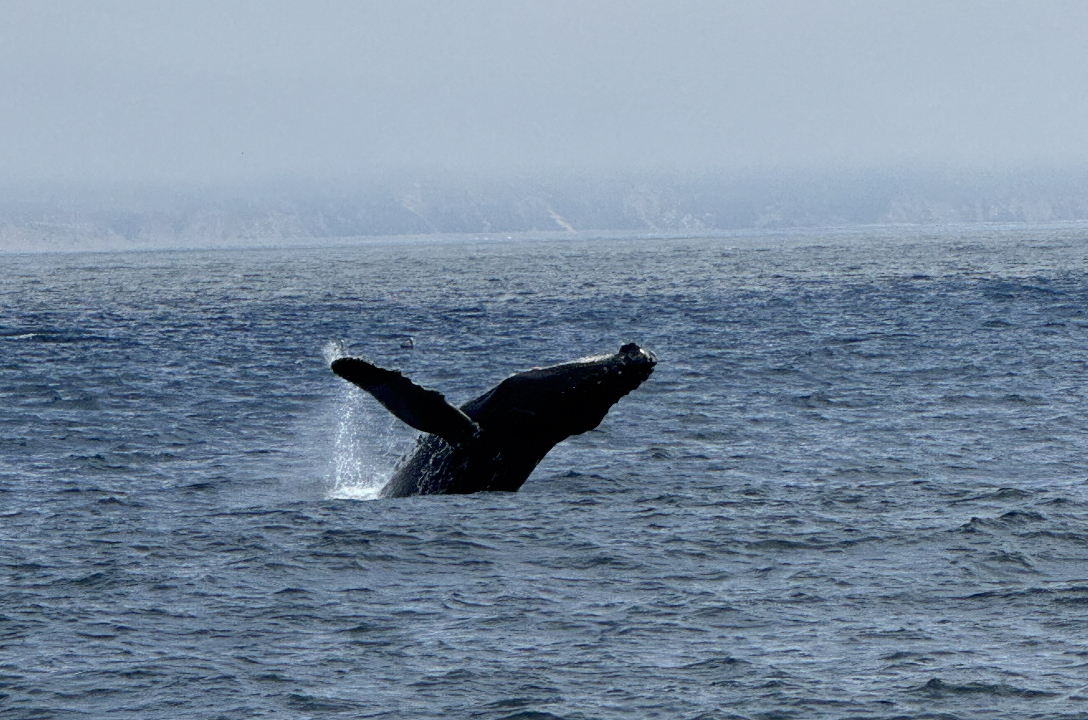 Humpback Whale Breaching in Morro Bay
