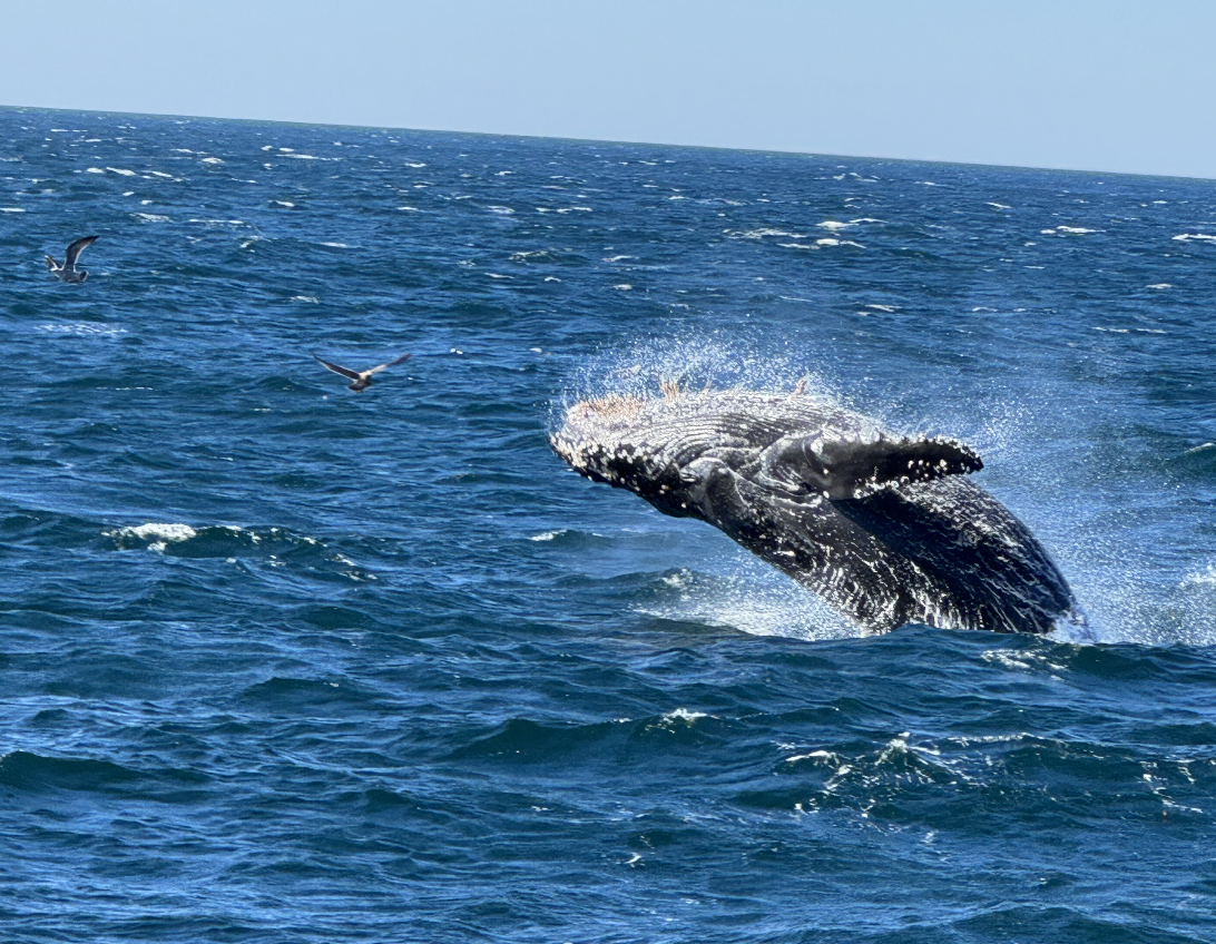 Humpback whale breaching near Morro Bay, California
