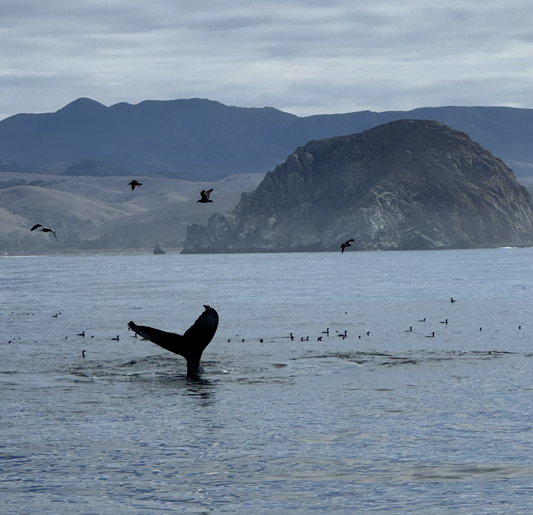 Humpback flukes near Morro Rock