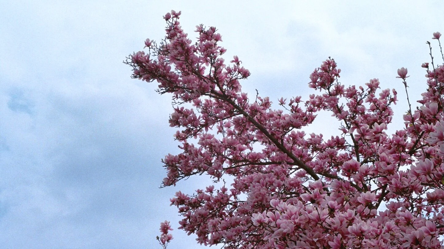 bloomTree_w1500px_webBanner.jpg