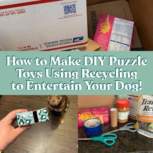 5 DIY enrichment toys for your pooch 