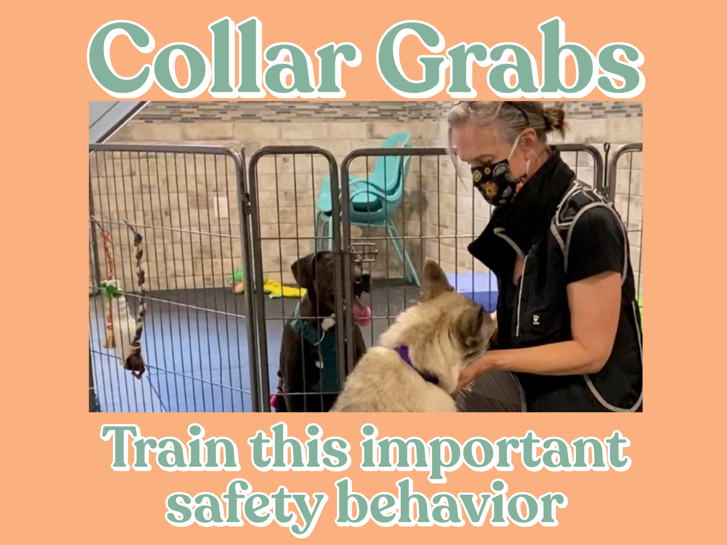 Why It's Important To Train Your Dog To Enjoy a Collar Grab — Tails of