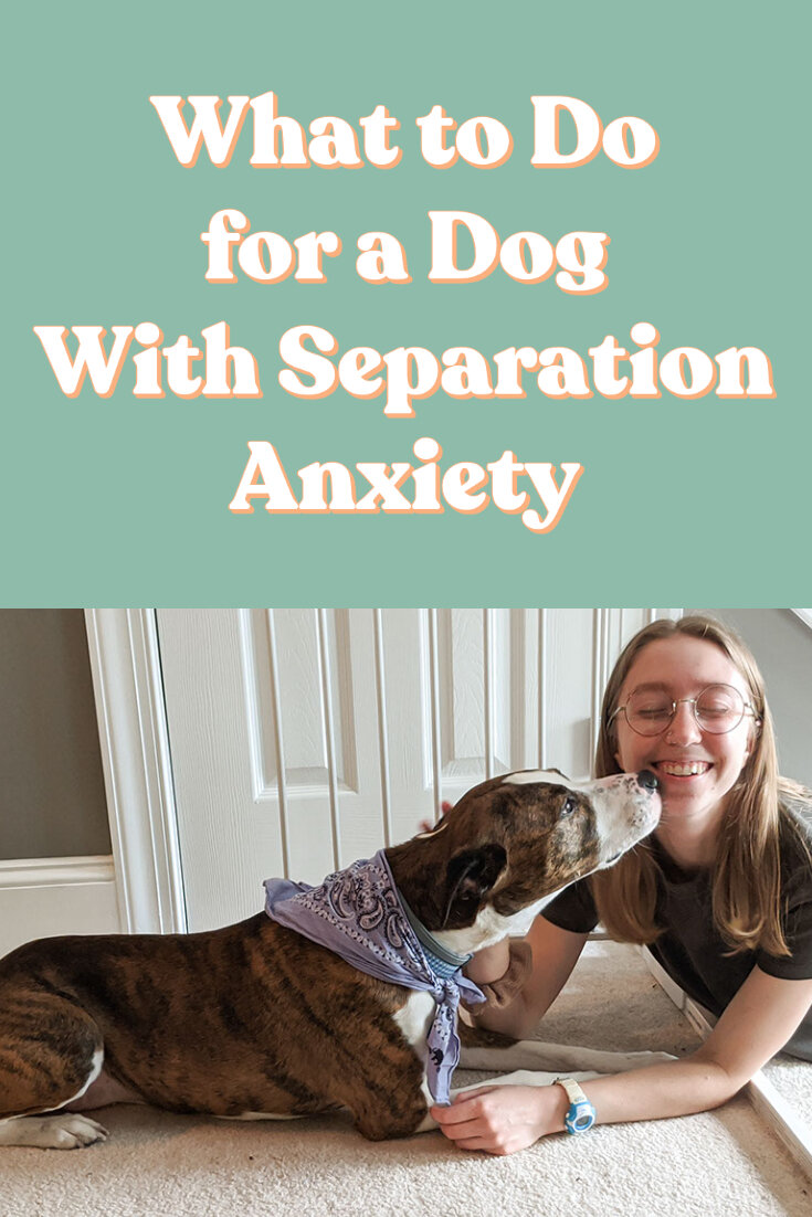 do dogs grow out of separation anxiety