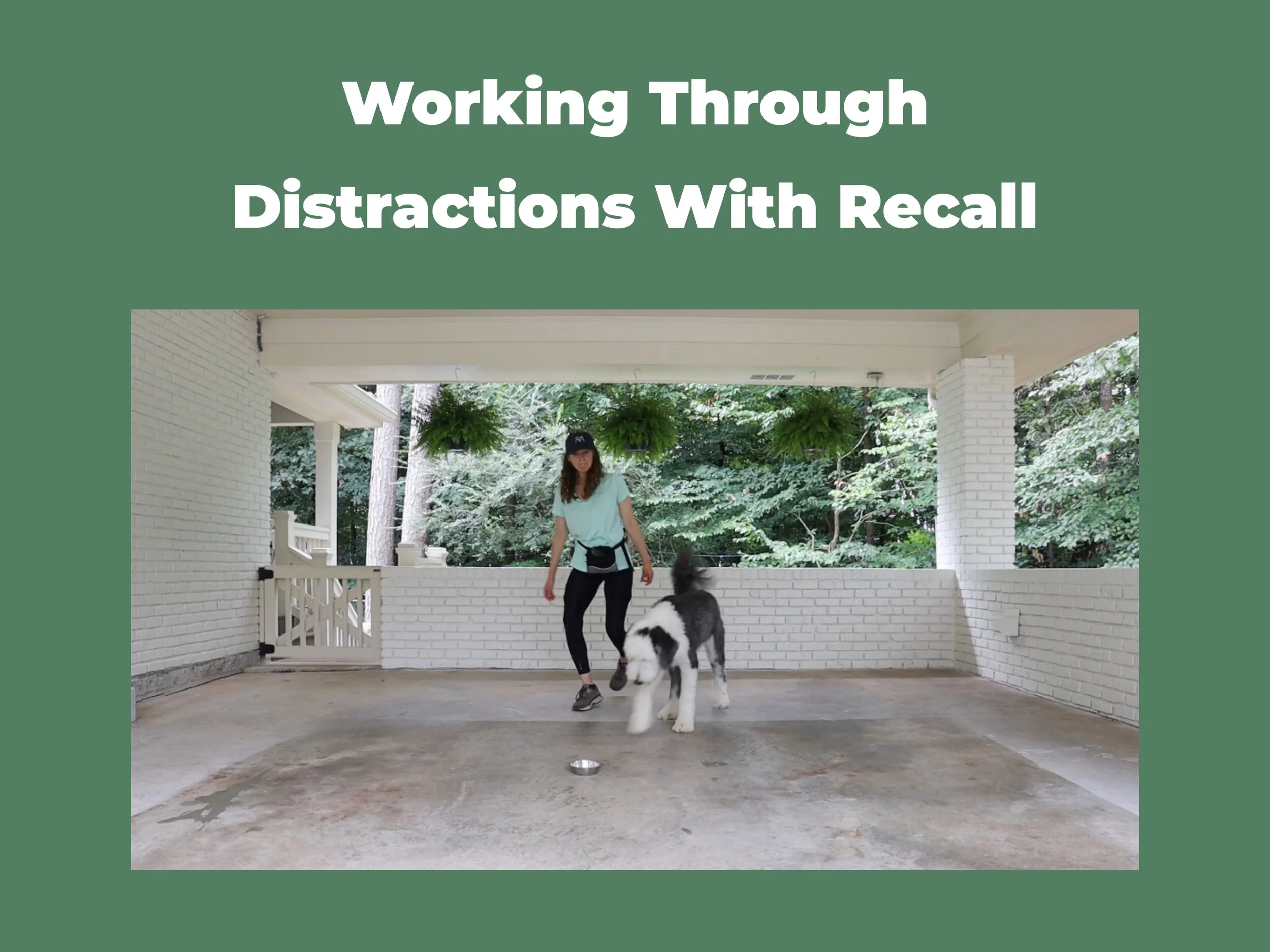 How To Teach Your Dog Recall With Distractions — Tails of Connection