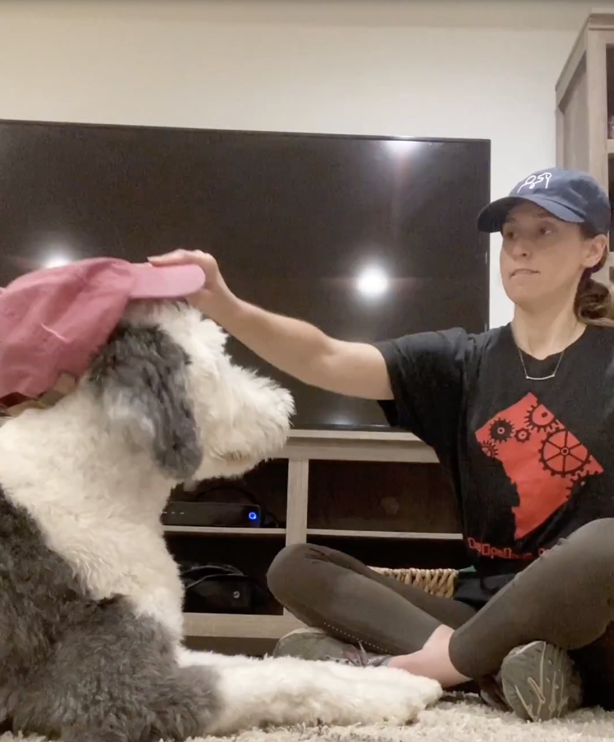 Cooperative Care How to Desensitize a Dog to Wearing a Hat — Tails of