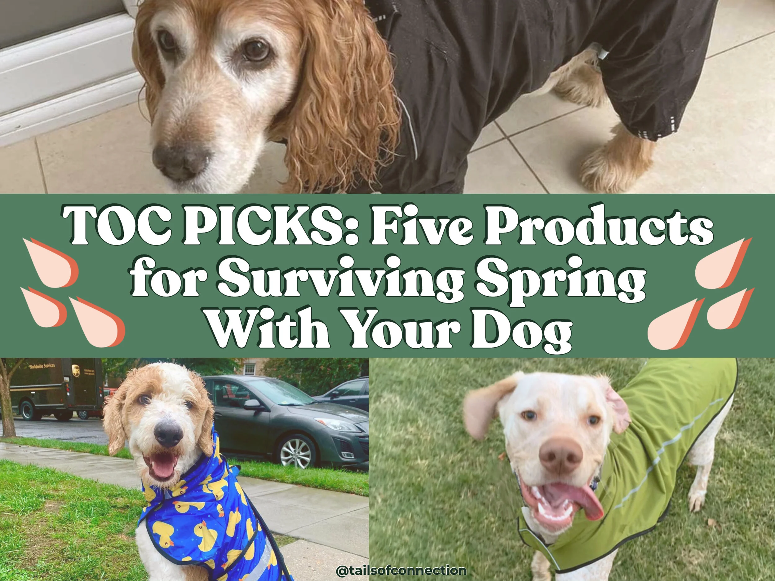 Our Favorite Dog Rain Gear for Surviving This Spring — Tails of