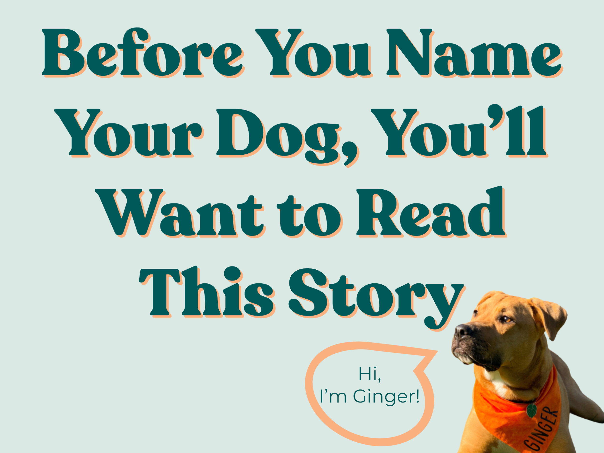 Before You Name Your Dog, You'll Want to Read This Story — Tails of Connection - How to connect with my dog, online dog training, strengthen your bond, dog owners Before You Name Your Dog, You'll Want to Read This Story — Tails of Connection - How to connect with my dog, online dog training, strengthen your bond, dog owners