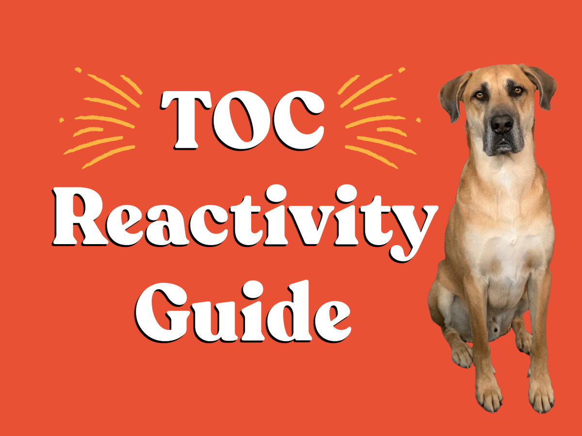 Guide: Help for Your Barking and Lunging Dog