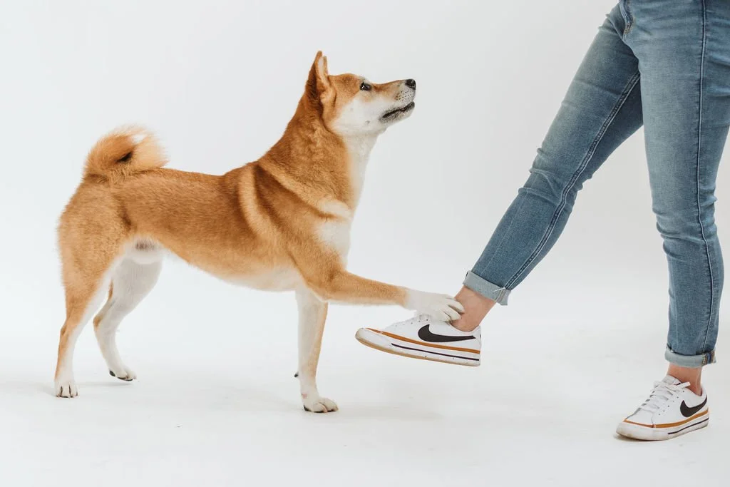 Tails of Connection Challenge