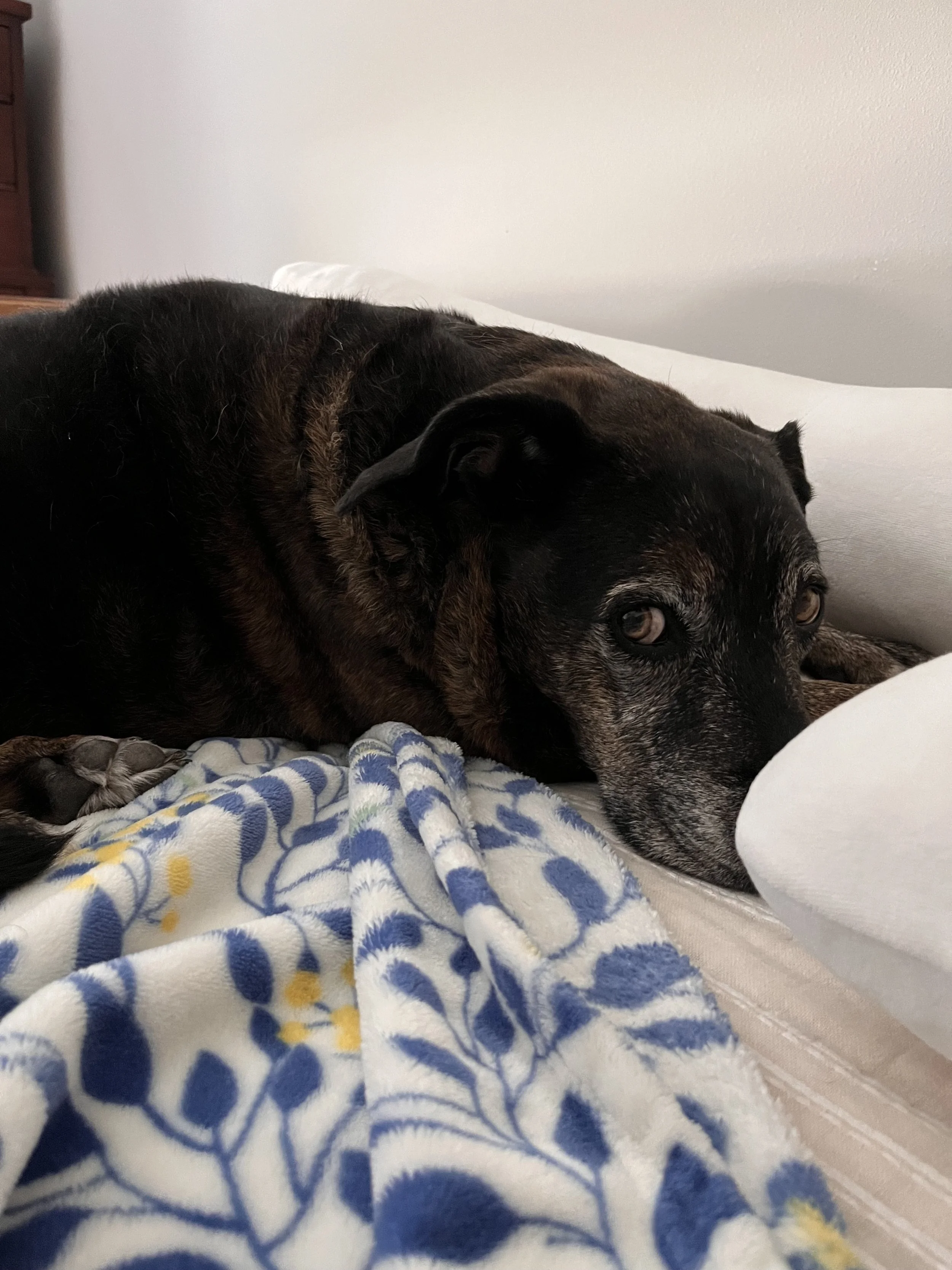 IMG_7131 Bebe2768.jpeg