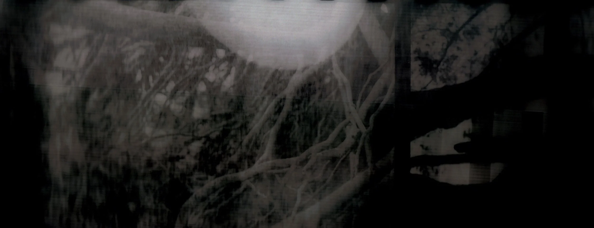 003_LongRoots2.jpeg